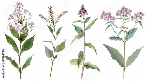 pink flowers on white background