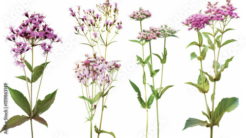 Wallpaper Mural pink flowers on white background Torontodigital.ca