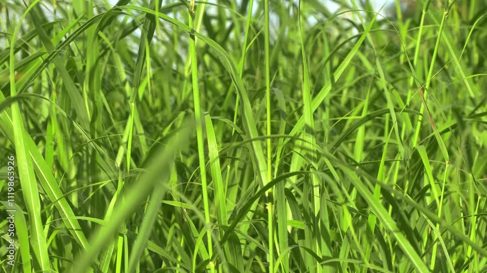 tall green grass blowing in the wind tall green grass blowing in the wind