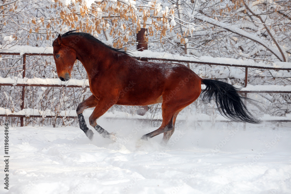 Dressage saddle horse runs gallop in winter stud farm