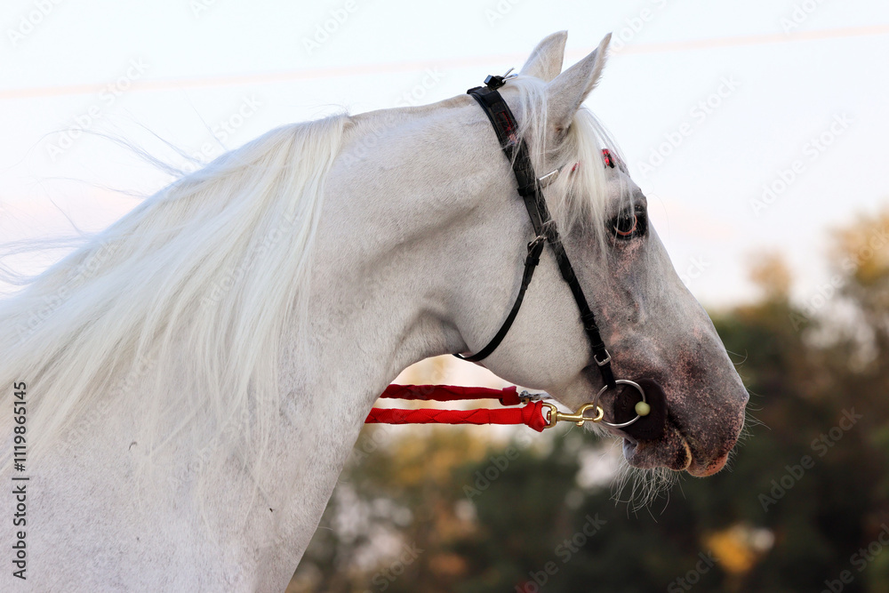 White arabian horse portrait on autumn sky background