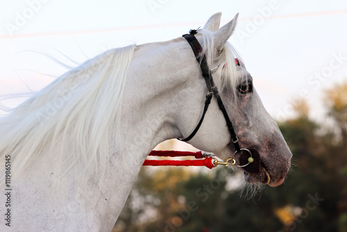 Obraz na płótnie White arabian horse portrait on autumn sky background w salonie