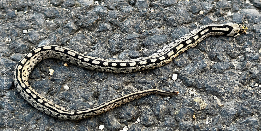 Fototapeta premium Dead snake run over on a road