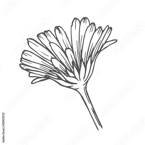 Calendula vector drawing. Isolated medical flower and leaves. Herbal engraved style illustration. Detailed botanical sketch for tea, organic cosmetic, medicine, aromatherapy