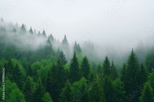 A forest with a thick fog covering the trees. The fog creates a mysterious and serene atmosphere, as the trees are shrouded in a misty veil. The dense foliage of the trees adds to the sense of depth