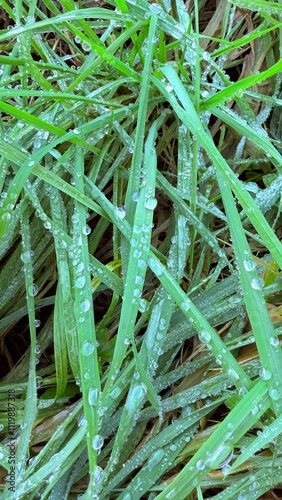 Frozen grass covered with ice