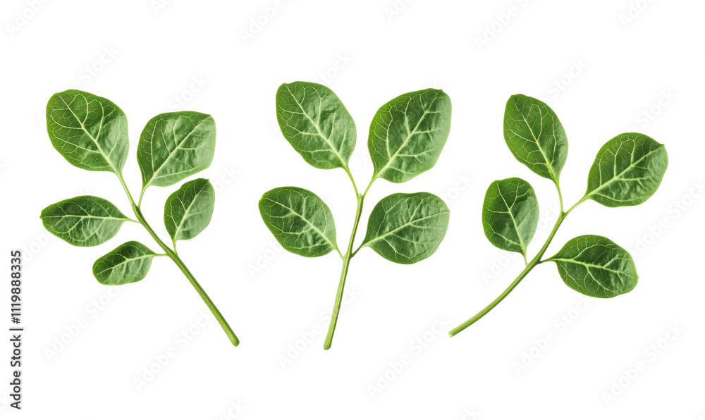 Obraz premium Green leaves arrangement, vibrant foliage, three sprigs with rich texture and color, isolated on white background, isolated on transparent background, png