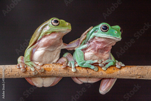 The Australian green tree frog (Ranoidea caerulea/Litoria caerulea), also known as simply green tree frog in Australia, White's tree frog, or dumpy tree frog, frog native to Australia