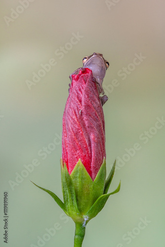 Polypedates leucomystax is a species in the shrub frog family Rhacophoridae. It is known under numerous common names, including common tree frog, four-lined tree frog, golden tree frog[2] or striped t photo