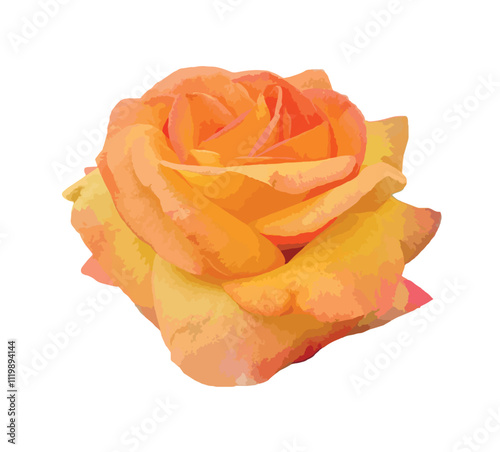 An orange rose isolated on white background. Rosa 'Louis de Funès' (MEIrestif) is an orange hybrid tea rose, bred by Marie-Louise Meilland. Large, high-centered, double bloom, color orange-nasturtium.