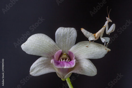 Hymenopus coronatus is a mantis from the tropical forests of Southeast Asia. It is known by various common names, including walking flower mantis, orchid-blossom mantis and (pink) orchid mantis