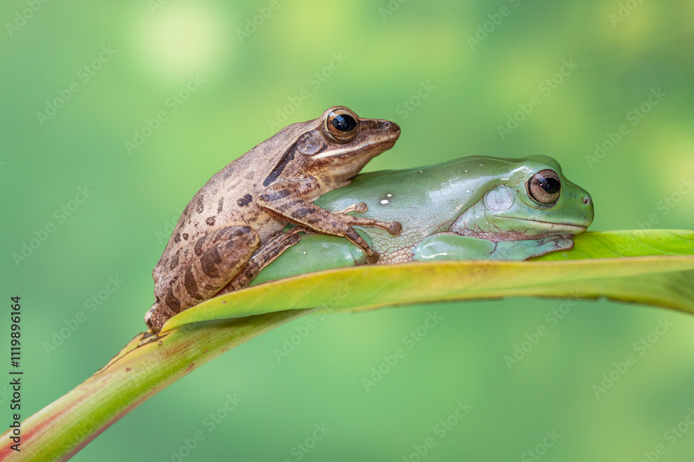 Fototapeta premium The Australian green tree frog (Ranoidea caerulea/Litoria caerulea), also known as simply green tree frog in Australia, White's tree frog, or dumpy tree frog, is a species of tree frog native to Austr