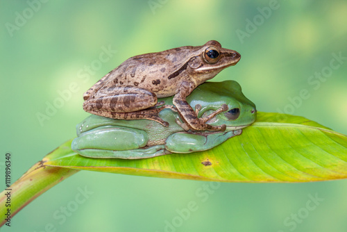 Polypedates leucomystax is a species in the shrub frog family Rhacophoridae. It is known under numerous common names, including common tree frog, four-lined tree frog, golden tree frog or striped tree photo