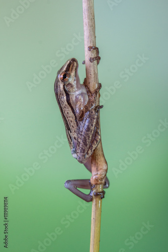 Polypedates leucomystax is a species in the shrub frog family Rhacophoridae. It is known under numerous common names, including common tree frog, four-lined tree frog, golden tree frog or striped tree photo