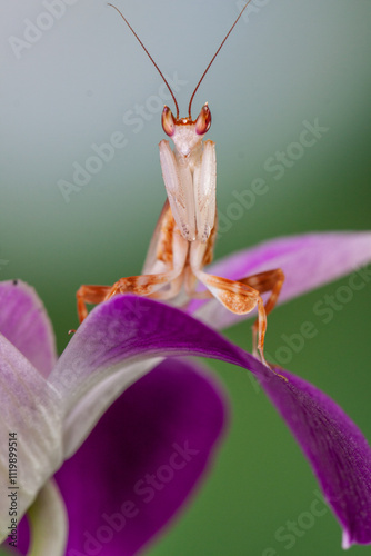 Hymenopus coronatus is a mantis from the tropical forests of Southeast Asia. It is known by various common names, including walking flower mantis, orchid-blossom mantis and (pink) orchid mantis