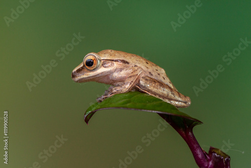 Polypedates leucomystax is a species in the shrub frog family Rhacophoridae. It is known under numerous common names, including common tree frog, four-lined tree frog, golden tree frog or striped tree photo