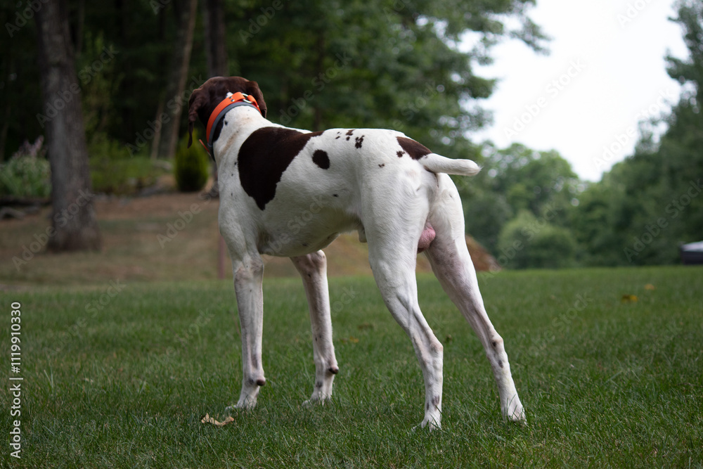 German Short Haired Pointer playing in the yard German Short Haired Pointer playing in the yard
