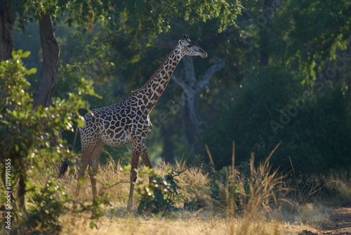 Thornicroft giraffe (Giraffa camelopardalis thornicrofti) in South Luangwa National Park, Zambia photo