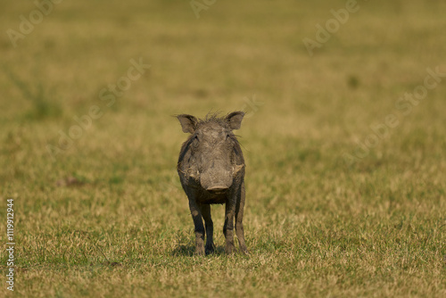 Warthog (Phacochoerus aethiopicus) in South Luangwa National Park, Zambia photo