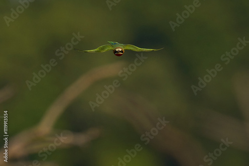 White-fronted Bee-eater (Merops bullockoides) in flight with insect in South Luangwa National Park, Zambia