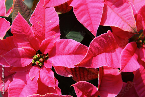Closeup of vibrant pink poinsettia flowers with lush green bracts and buds illuminated by sunlight. Bold colors and rich texture, create a festive, elegant look, perfect for Christmas holiday designs photo