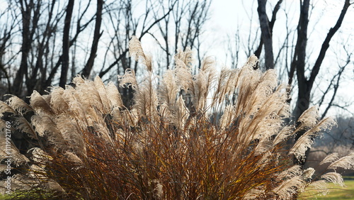 The wild soft reeds view undet the sunset sunlight in winter 
 photo