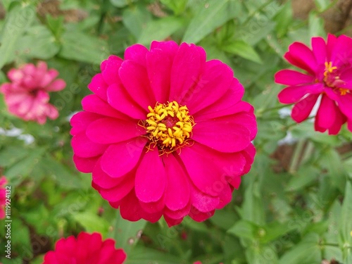 top view of pink zinnia flower