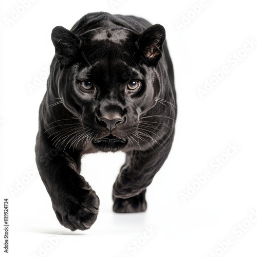 sleek black panther mid pounce on white background, showcasing power and grace photo