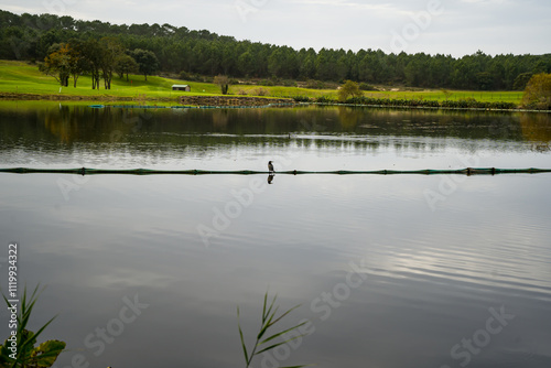 Photo d'un oiseau pose sur une bouee au golf de Soustons pris en macro