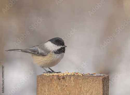 Black - capped Chickadee (Poecile atricapillus) photo