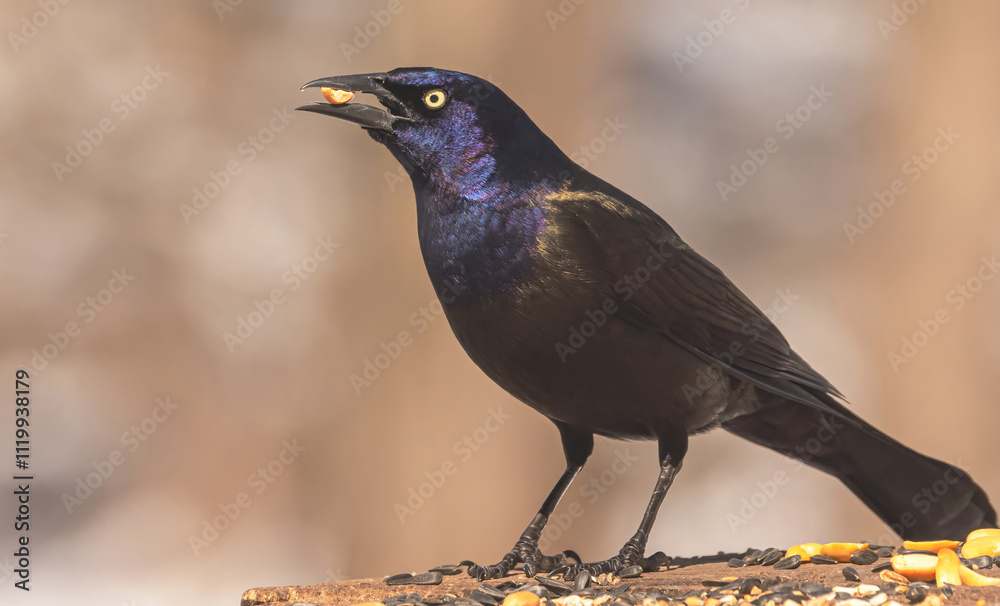 Fototapeta premium Common Grackle (Quiscalus quiscula)