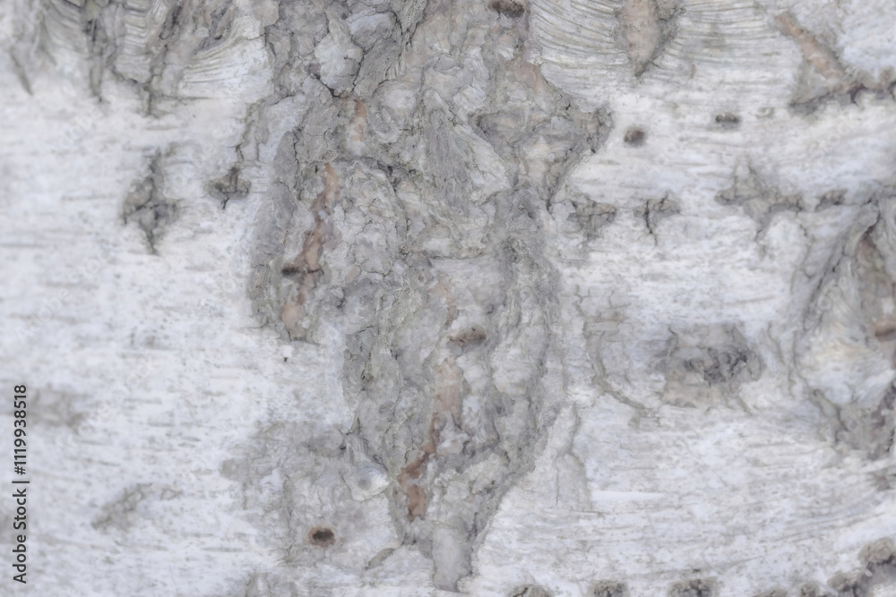 Close Up Of Birch Bark Close Up Of Birch Bark