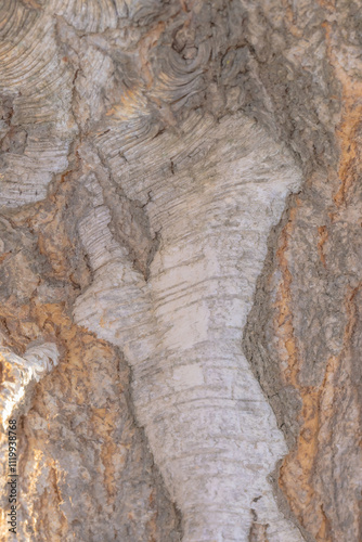 Wallpaper Mural bark of tree Torontodigital.ca
