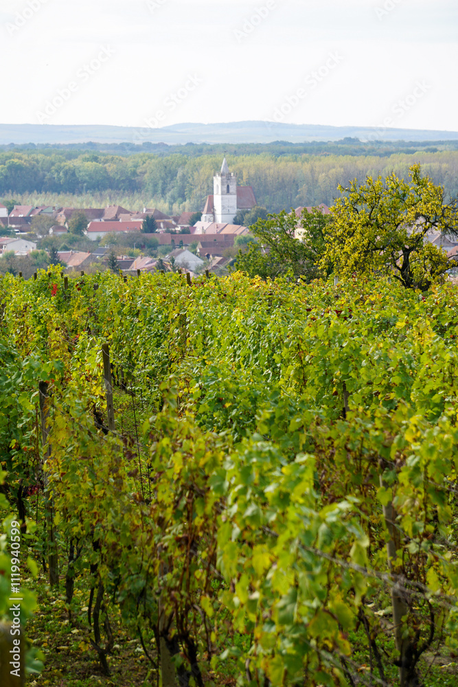 Naklejka premium View over a vineyard from the top of the hill with church and village in the background (Moravia, Czech Republic, Europe)