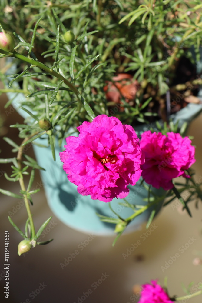 Obraz premium pink carnation flower classic