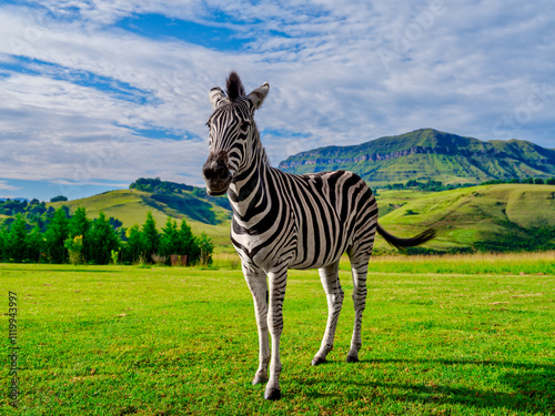 A zebra standing in a grass field in Drakensberg with mountains in the background, close-up shot, KwaZulu-Natal, South Africa