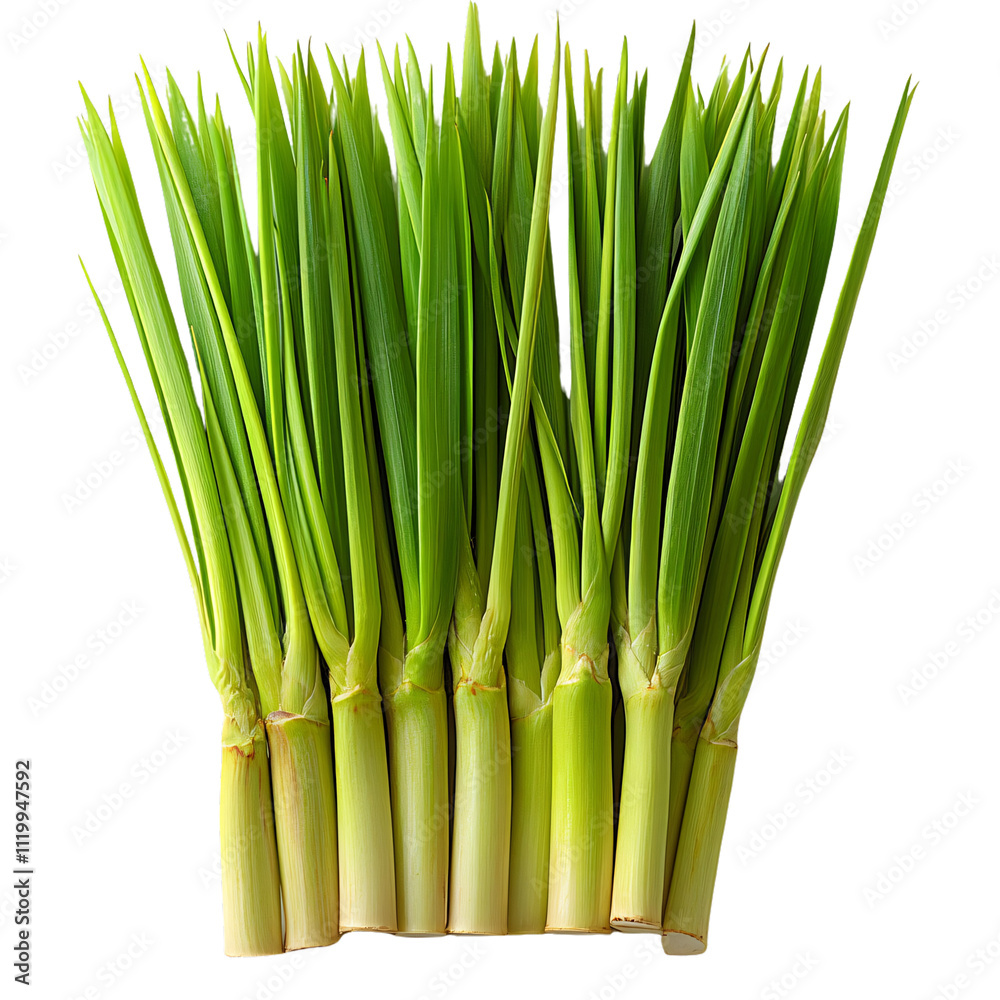 Fototapeta premium Fresh vibrant lemongrass stalks, neatly aligned, showcasing their green, elongated leaves and thick bases, symbolizing natural freshness, isolated on a transparent background