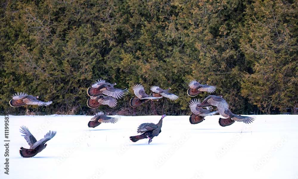 Eastern Wild Turkeys flying over the snow in Ottawa, Canada