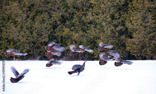 Obraz na płótnie Eastern Wild Turkeys flying over the snow in Ottawa, Canada w salonie