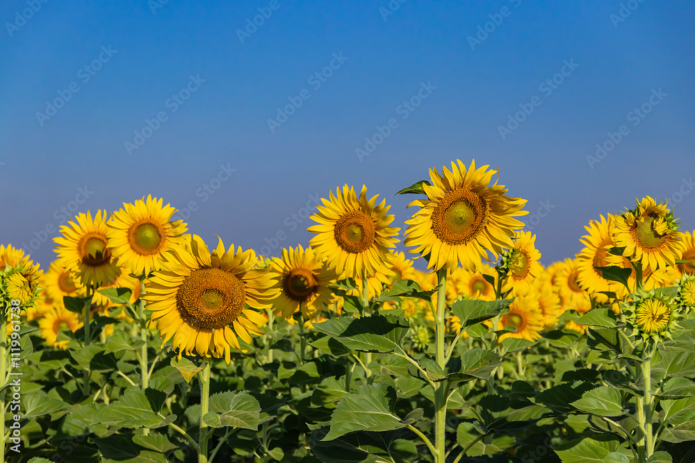 Close-up of sunflowers in agricultural field at sunrise with a clear sky. Close-up of sunflowers in agricultural field at sunrise with a clear sky.