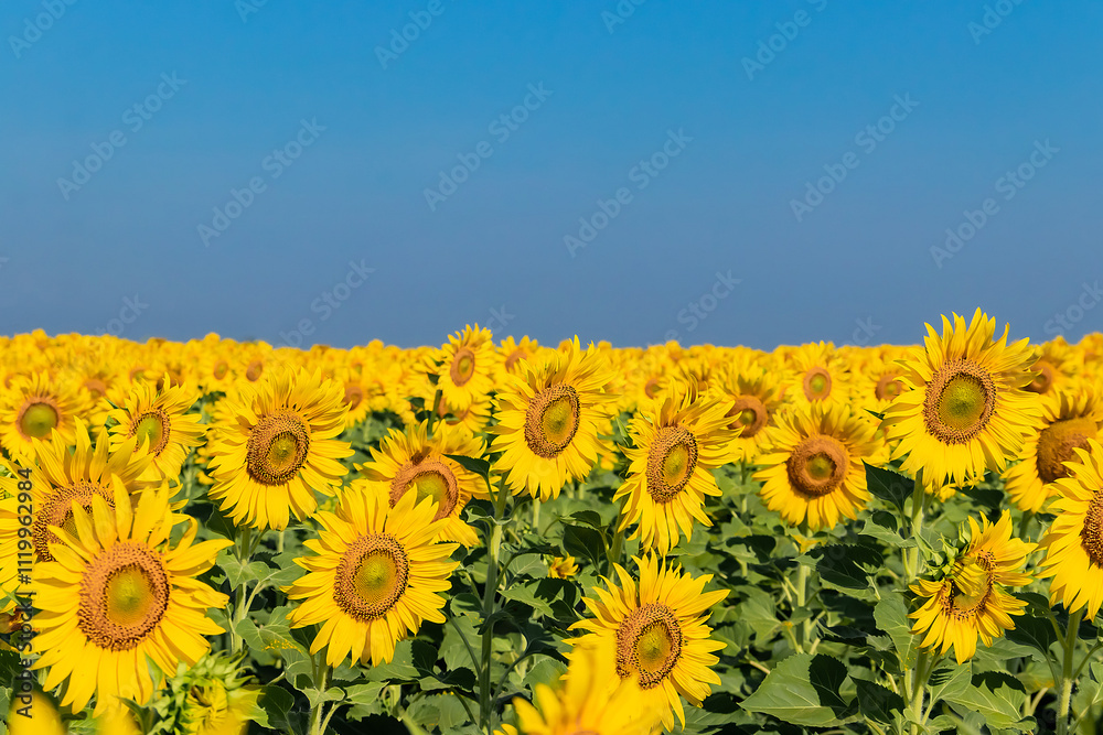 Fototapeta premium Close-up of sunflowers in agricultural field at sunrise with a clear sky.