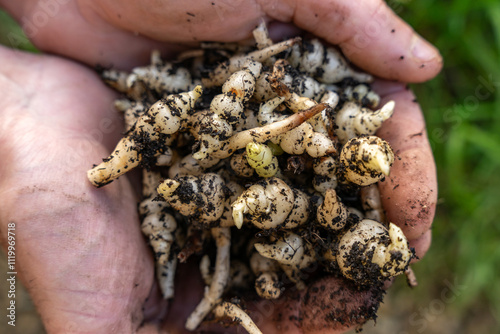 crosne du Japon, en gros plan, entre les mains, nombreux tubercules de crosnes du Japon fraichement récoltés, photo en extérieur, directement après la récolte, mains avec terre, tubercules terreux photo