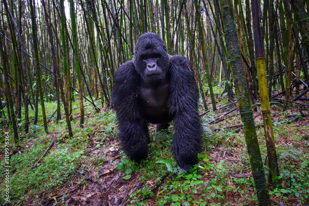 Mountain gorilla (Gorilla gorilla beringei) silverback in bamboo forest, walking to camera, Volcanoes National Park, Rwanda.