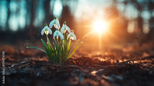 A radiant sunrise illuminates snowdrops blossoming amidst a forest floor, capturing the essence of hope, renewal, and the strength of life emerging from winter's remains. photo