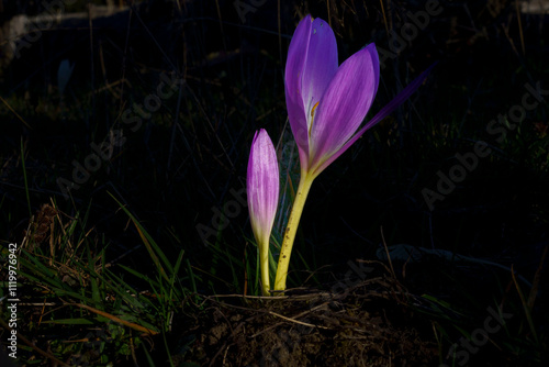 purple crocus flower