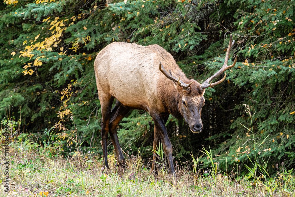 A brown deer with antlers is walking through a forest A brown deer with antlers is walking through a forest