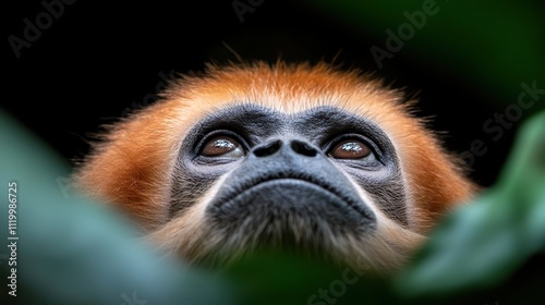 A close shot of a monkey under a vibrant, lush forest canopy, portraying depth and curiosity as it intently observes its natural surroundings, full of life. photo