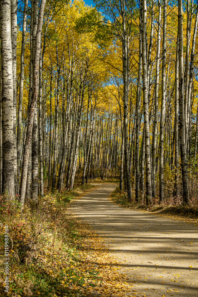 Fototapeta premium A road runs through a forest of trees with leaves that are yellow and orange