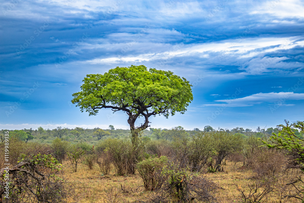 vue des plaines du Parc National Kruger, Afrique du Sud vue des plaines du Parc National Kruger, Afrique du Sud