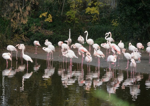 flamand rose au bord de l'eau